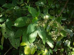 Image result for Hippocratea africana
