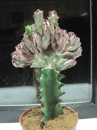 Image result for Euphorbia persistentifolia