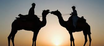 Subscribe us for more videos !!!! National Research Centre On Camel