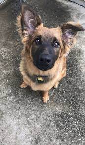 If you're interested in a belgian malinois german shepherd mix puppy, you. German Shepherd Belgian Malinois Mix Instagram Bear The Shepinois German Shepherd Cute Animals Cute Dogs