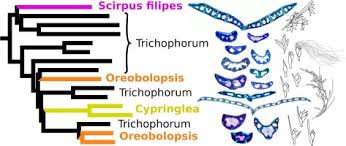 Rad Sequencing Resolves The Phylogeny Taxonomy And Biogeography Of Trichophoreae Despite A Recent Rapid Radiation Cyperaceae Sciencedirect