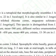 Image result for Rhaphiostylis
