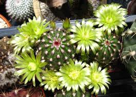 Il termine pianta grassa fa pensare che queste piante immagazzinano sostanze oleose ma non è così infatti gli ingrossamenti sono dovuti alla presenza di acqua, ecco perché più corretto chiamarle. Echinocereus Viridiflorus