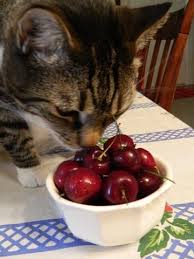 Yes, cats can eat other berries. Can Cats Eat Cherries Freakypet