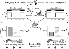 the role of photoperiod and thermal humidity index in milk