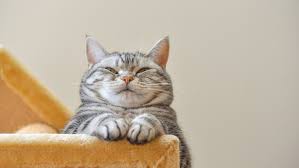 These largely nocturnal cats use keen sight and hearing to hunt rabbits. à¹à¸¡à¸§ à¹à¸¡à¸§ Home Facebook
