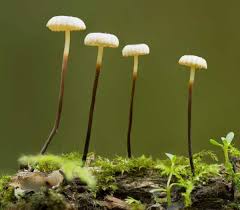 Image result for Marasmius rotula