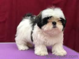 Discover more about our the shih tzu is a little lion appreciated for its outgoing temperament. Pin On Web Pixer