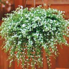 Many flowers suitable for hanging baskets are pendulous, top heavy, or creeping—characteristics that can be a. 18 Plants Perfect For Hanging Baskets Hanging Plants Outdoor Plants Plants For Hanging Baskets
