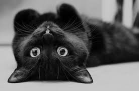 İndir kucing hitam putih apk android için. Peminat Kucing Hitam Posts Facebook