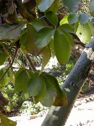 Image result for Pseudobombax