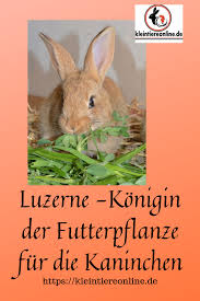 Luzerne Gehort In Jedes Kaninchenfutter Kaninchen Kaninchen Ernahrung Kaninchenfutter