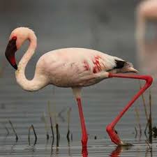 Image result for Lessertia falciformis