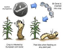 Maybe you would like to learn more about one of these? Transgenic Organism Flashcards Quizlet