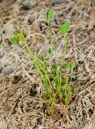 Image result for Marsilea aegyptiaca