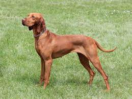 Find free puppies near me, adopt a puppy, buy puppies direct from kennel breeders and puppy owners in yugoslavia. Hungarian Vizsla Dogs And Puppies For Sale In The Uk Pets4homes