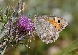 Image result for Dolichos pseudocajanus