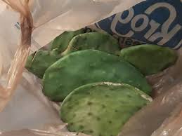 So, do you plant your cutting immediately, or allow a. Howdy Went On A Walk And Found A Huge Cactus Plant Cut Up A Dumped For Large Trash Pick Up So I Grabbed A Few Pieces Now What Should I Do I M