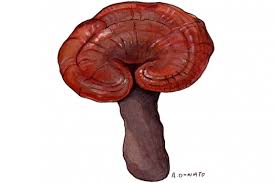 Reishi Mushroom | Memorial Sloan Kettering Cancer Center