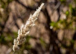 Image result for Enneapogon cenchroides