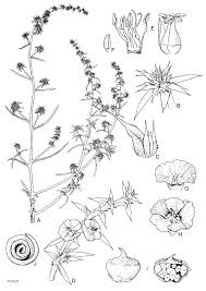 Image result for Salsola kali