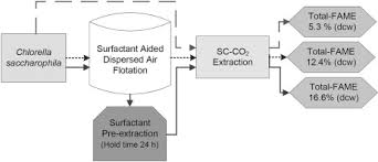 Dispersed Air Flotation Of Chlorella Saccharophila And