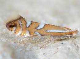 Image result for Phyllonorycter leucographellus