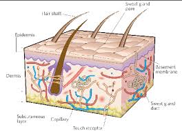 This problem has been solved! Skin Histology Human Integumentary System Skin Anatomy Integumentary System