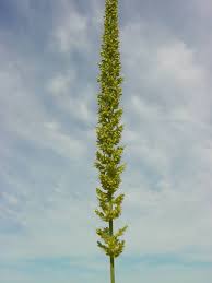 Image result for Setaria verticillata