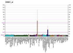 Brain Natriuretic Peptide Wikipedia