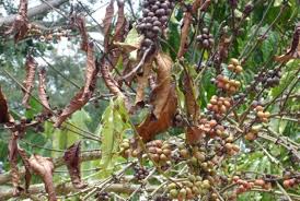 Explore a wide range of the best fungus killer on besides good quality brands, you'll also find plenty of discounts when you shop for fungus killer during big. Researchers Re Animate 70 Year Old Coffee Killer Fungus In Africa Study