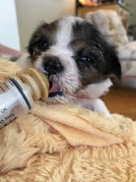 Find puppies near you by searching by breed, state, and city. It Takes A Village Caring For Bottle Babies Oregon Humane Society
