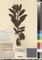 Image result for Clutia robusta