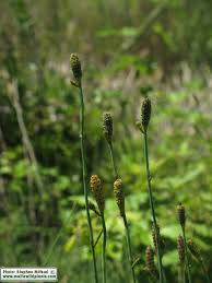 Image result for Equisetum ramosissimum