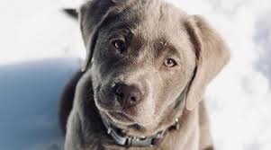 Their loyalty and friendly disposition are very appealing, especially over generations of breeding for a smaller stature and shorter fur, the true labrador retriever was born in labrador, canada. Silver Labrador Retrievers Controversy Puppy Prices More