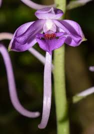 Image result for Calanthe sylvatica