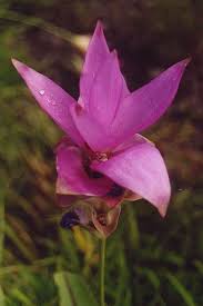 Questa foto è una foto di primo piano, profondità di campo, sfondo blu. Curcuma Alismatifolia Consigli Coltivazione E Cura Del Tulipano Del Siam