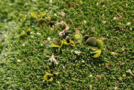 Image result for Grammitis