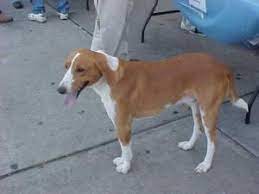 Adopt Hank On Petfinder Dog Names Hound Dog Dogs