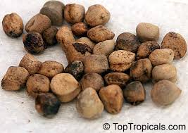 Image result for Grewia microthyrsa