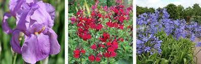 Check spelling or type a new query. Top Drought Resistant Plants Flower Power