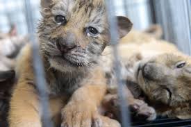 Newsela Issue Overview Should We Have Zoos Zoo Project Zoo Animals