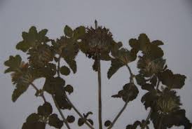 Image result for Leucas neuflizeana