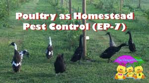 When it comes to pest control, who is financially responsible? Poultry As Organic Pest Control Ep 7 Youtube