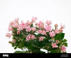Image result for Bouvardia longiflora