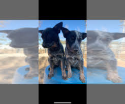 Pnwcdr courtesy listings courtesy … View Ad Australian Cattle Dog Litter Of Puppies For Sale Near California Perris Usa Adn 247902