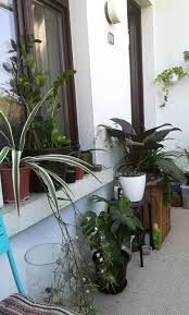 Gruner Balkon In Leipzig Balkon Pflanzen Bepflanzung Pflanzen