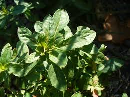 Browse our listings to find jobs in germany for expats, including jobs for english speakers or those in your native language. Oenothera Fruticosa Narrow Leaf Evening Primrose Southern Sundrops Sundrops North Carolina Extension Gardener Plant Toolbox