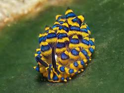 Image result for Isoglossa membranacea