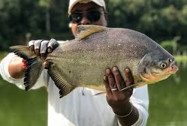 Soto kawin soto kuning soto putih. Kenali Spesies Bawal Air Tawar Pacu Umpan